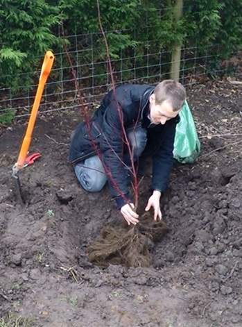 Planting bare root Cornus planting hole